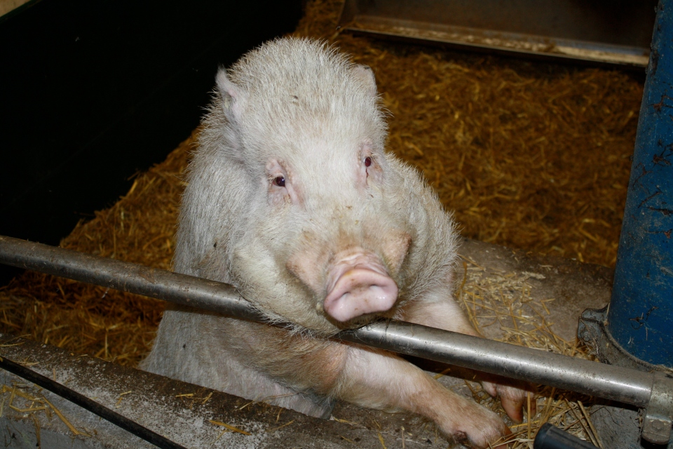 Schwein im Stall Blick Landwirtschaft © Hannes Schleeh