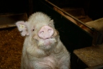 Schwein im Stall Landwirtschaft © Hannes Schleeh